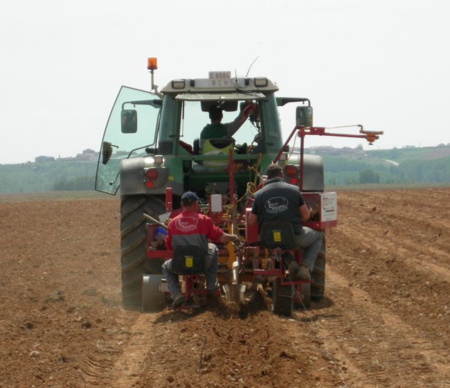 Retos para la viabilidad futura del cultivo de la vid