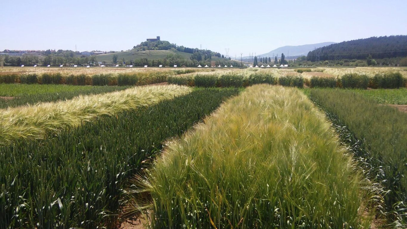 Cooperativas eleva su previsión de cosecha de cereales a 24,47 millones de toneladas