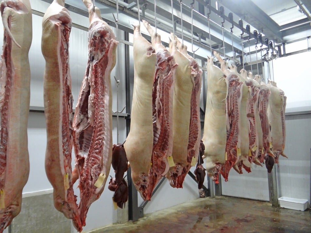 Unión de Uniones insta a buscar alternativas a China para las exportaciones de carne de cerdo