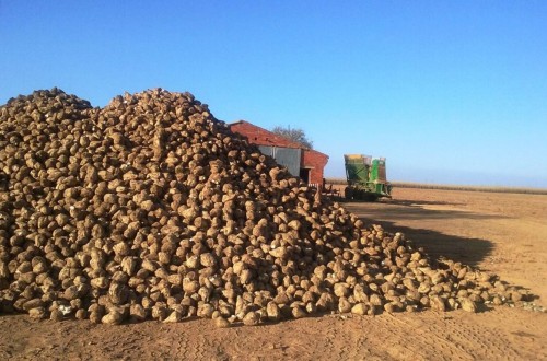 El cultivo de remolacha en ACOR alcanza casi las 10.000 hectáreas pese a las dificultades por las lluvias