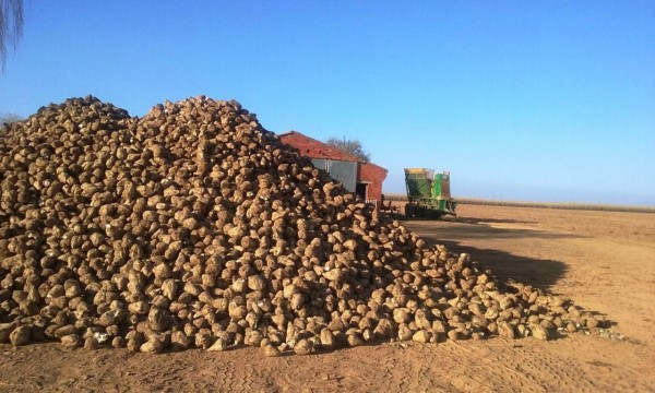 Unión de Uniones alerta del colapso del sector remolachero por el desplome de precios