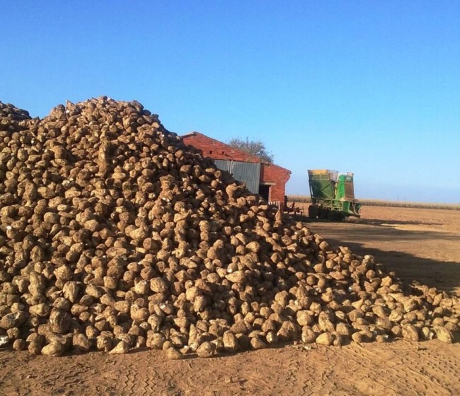 El cultivo de remolacha en ACOR alcanza casi las 10.000 hectáreas pese a las dificultades por las lluvias