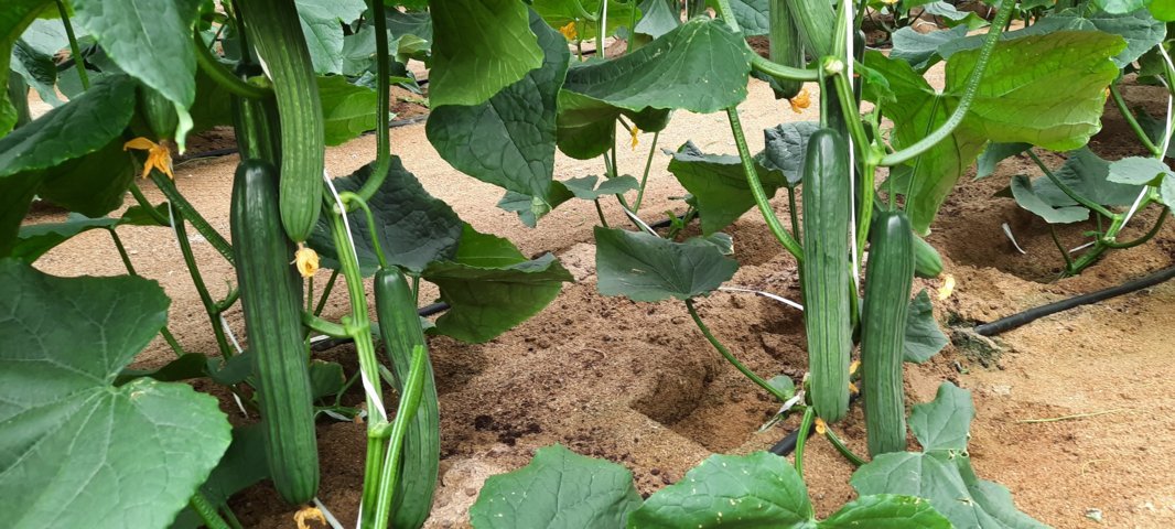 Tintero, el nuevo pepino largo para ciclo temprano de Basf