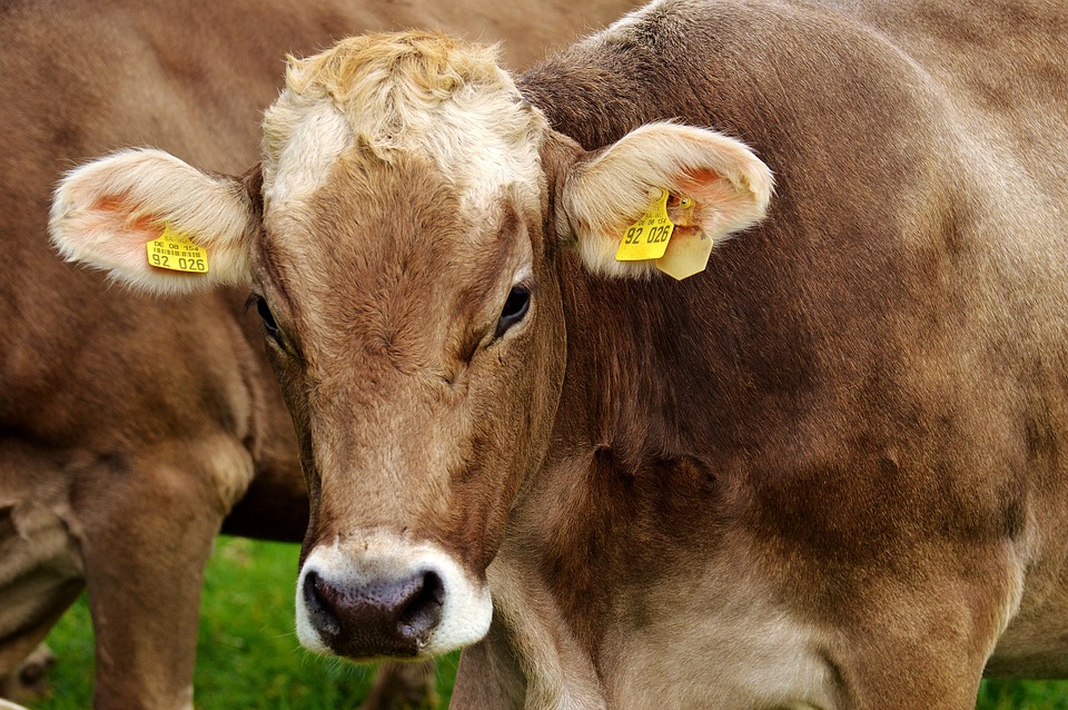 Cooperativas denuncia que el sector productor de vacuno de carne atraviesa una situación insostenible