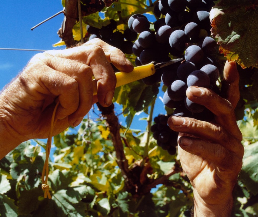 Vendimia 2021: Unión de Uniones solicita medidas por los bajos precios de la uva