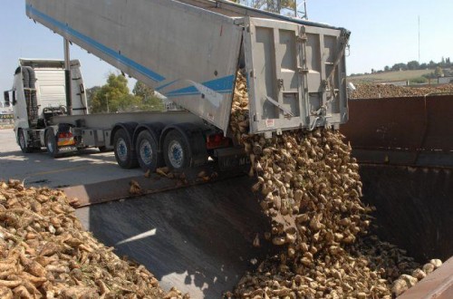 Azucarera cierra la campaña remolachera del Sur con 456.181 t y una elevada riqueza sacárica en raíz