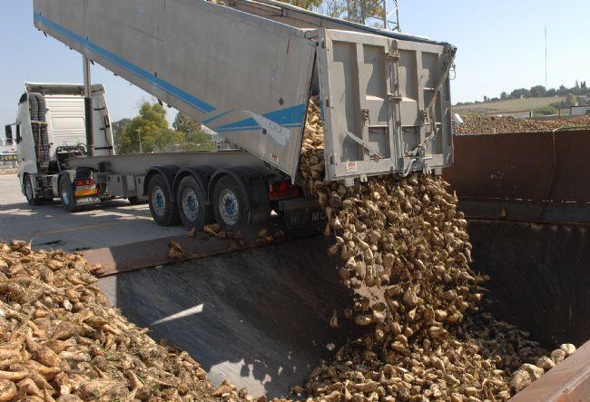 Azucarera cierra la campaña remolachera del Sur con 456.181 t y una elevada riqueza sacárica en raíz