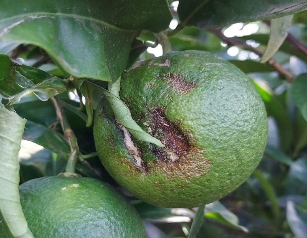 Diversos cultivos agrícolas del Nordeste y Este peninsular afectados por las tormentas de pedrisco del pasado fin de semana