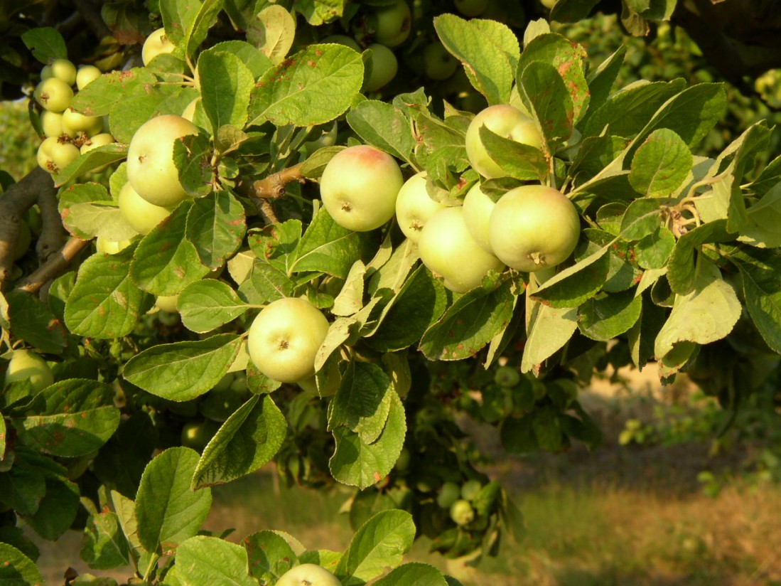 Europa tendrá un 10% más de manzanas y un 28% menos de peras en 2021/22