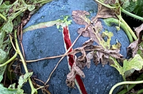 La Unió cuantifica en 8 M€ las pérdidas por el pedrisco este fin de semana en las comarcas castellonenses