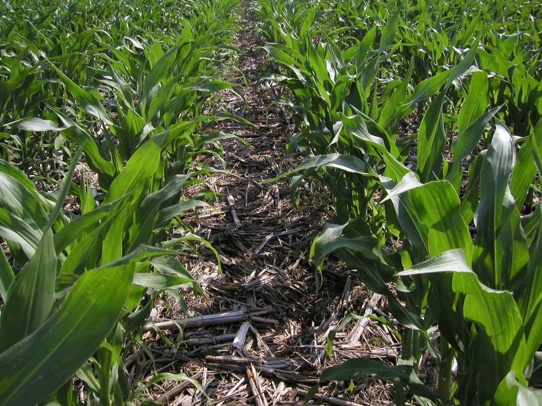 Diversos estudios confiman el potencial mitigador de la agricultura de conservación frente al cambio climático