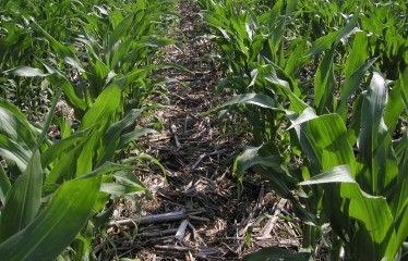 Diversos estudios confiman el potencial mitigador de la agricultura de conservación frente al cambio climático