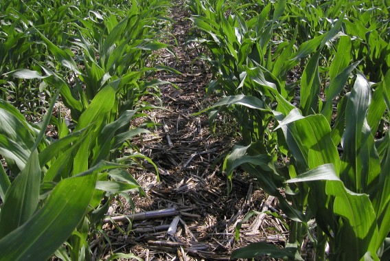 Diversos estudios confiman el potencial mitigador de la agricultura de conservación frente al cambio climático