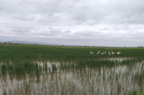 Los productores de arroz de La Albufera denuncian destrozos provocados por los flamencos