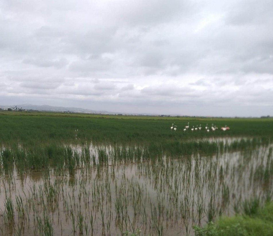 Los productores de arroz de La Albufera denuncian destrozos provocados por los flamencos