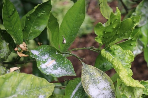 Estrategias de manejo químico de Trioza erytreae en el cultivo de los cítricos