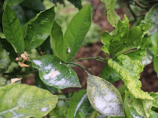 Estrategias de manejo químico de Trioza erytreae en el cultivo de los cítricos