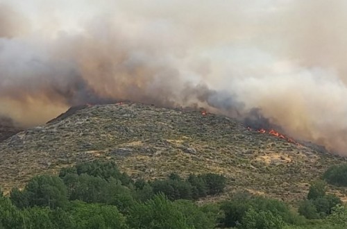 Incendio: La Diputación de Ávila coordina las ayudas entre ganaderos afectados y donantes de alimentos para el ganado