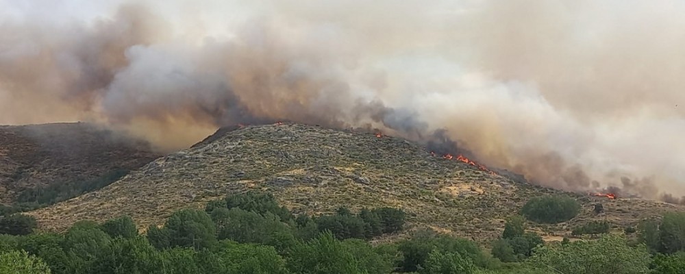 Incendio: La Diputación de Ávila coordina las ayudas entre ganaderos afectados y donantes de alimentos para el ganado