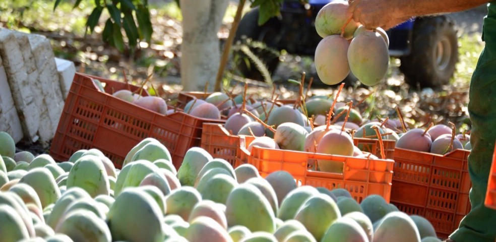 mango español