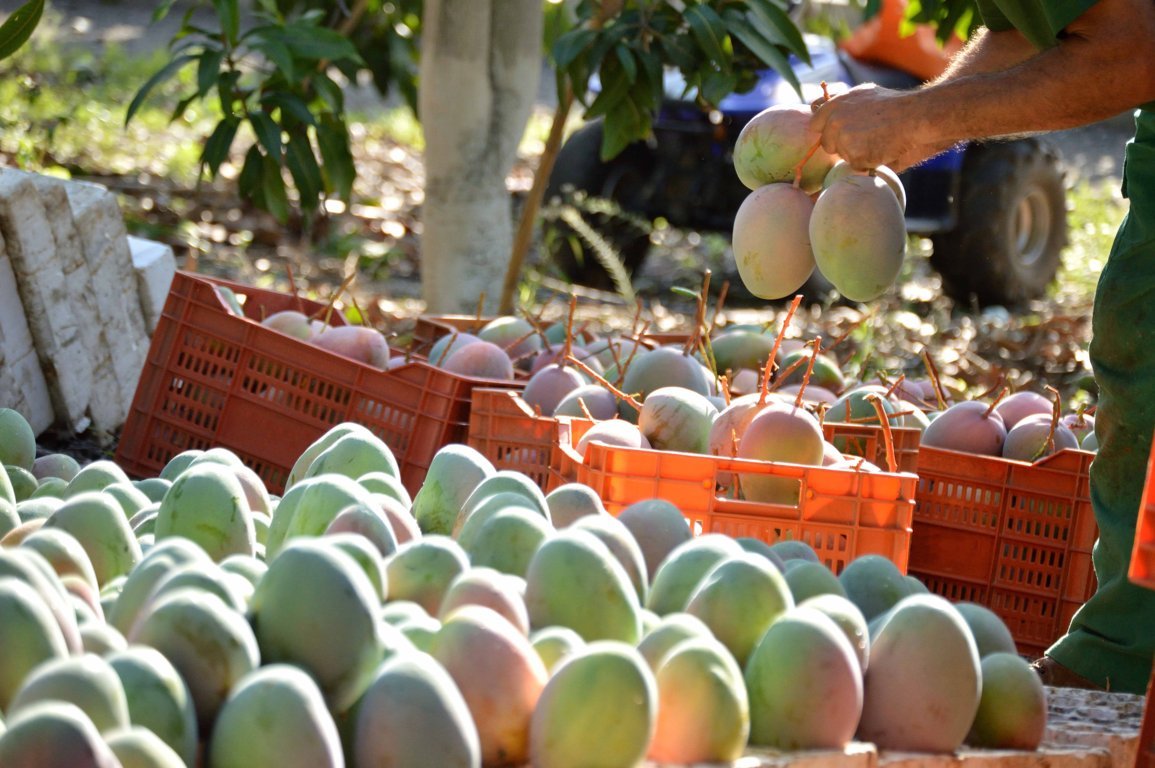 La producción de mango en Málaga podría caer hasta las 12.000 tn, un 70% menos debido a la sequía