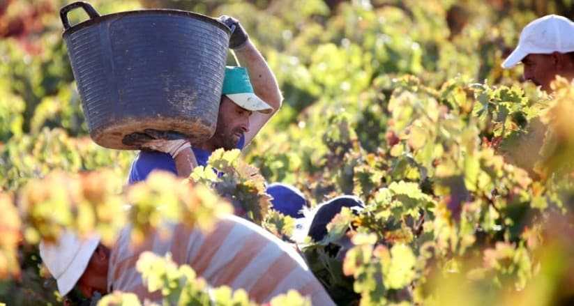 La producción nacional de vino y mosto podría bajar de los 40 Mhl en la actual campaña 2021/22