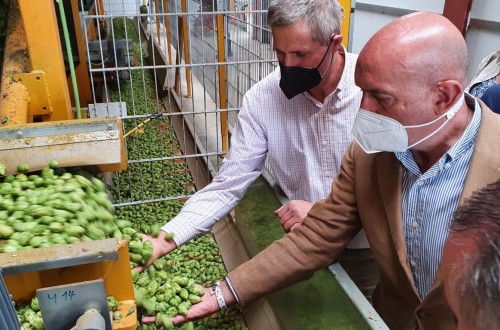 Castilla y León apuesta por el cultivo del lúpulo para incorporar a jóvenes