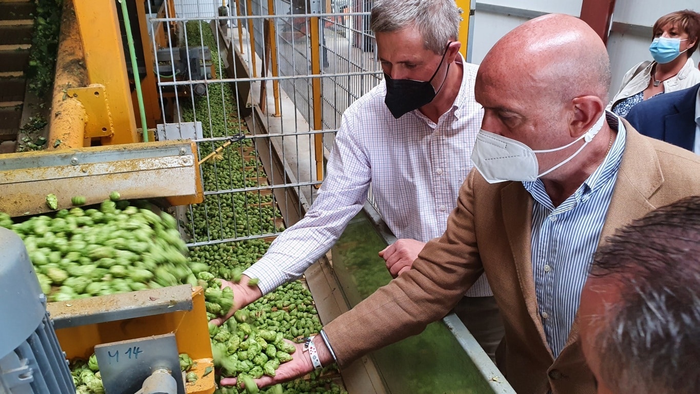 Castilla y León apuesta por el cultivo del lúpulo para incorporar a jóvenes