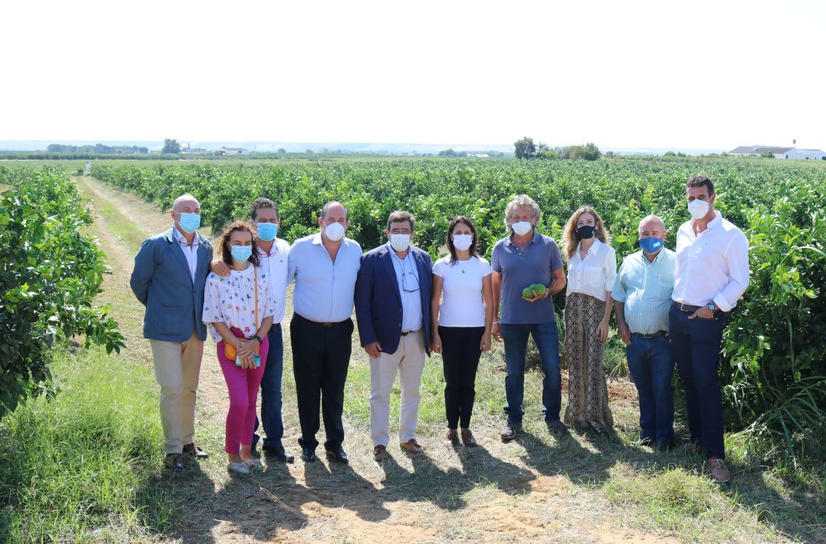 Andalucía producirá más de 2,4 millones de toneladas de cítricos en la campaña 2021/22