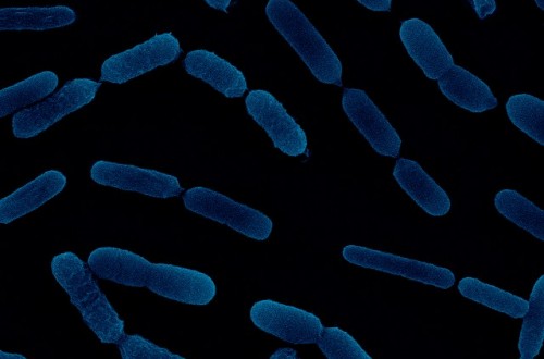 Atens descubre dos bacterias que desbloquean el fósforo del suelo