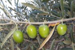 Interaceituna estima una producción de 564.300 t de aceituna de mesa