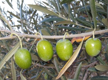 Interaceituna estima una producción de 564.300 t de aceituna de mesa