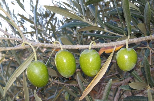 Interaceituna estima una producción de 564.300 t de aceituna de mesa