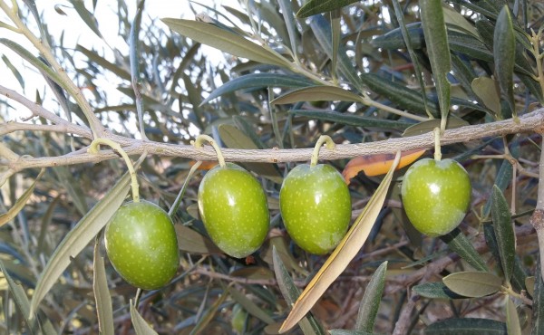 Interaceituna estima una producción de 564.300 t de aceituna de mesa