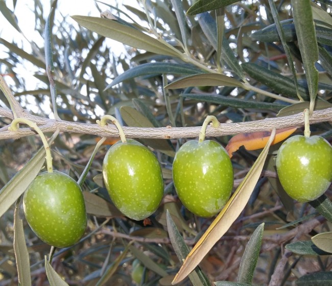 Interaceituna estima una producción de 564.300 t de aceituna de mesa