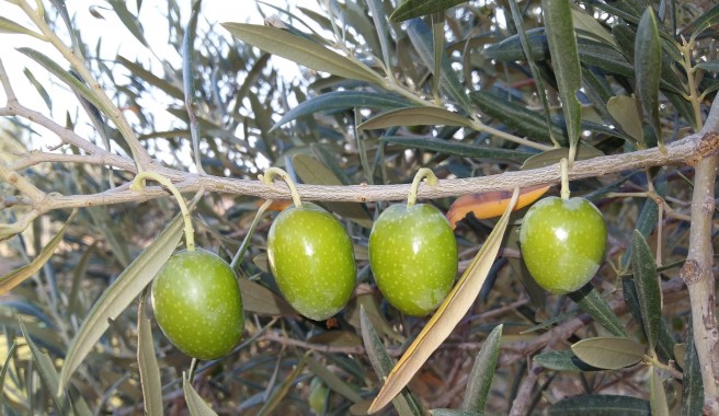 Aceituna gordal