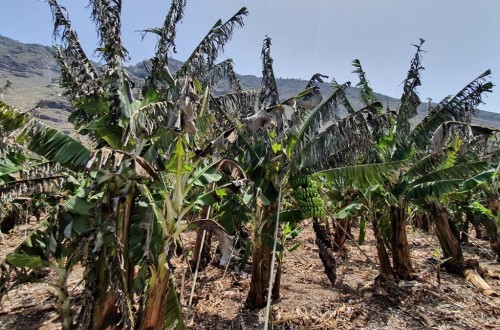 Agroseguro: la reciente ola de calor y viento en Canarias eleva las indemnizaciones a más de 10 M€
