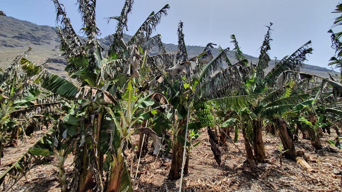 Agroseguro: la reciente ola de calor y viento en Canarias eleva las indemnizaciones a más de 10 M€