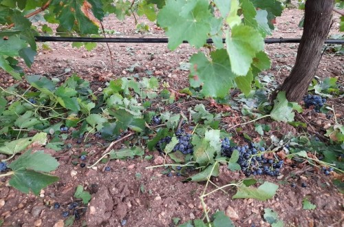 La DANA provoca numerosos siniestros en cultivos e infraestructuras de varias Comunidades Autónomas