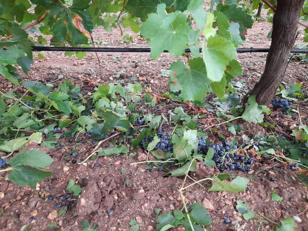Más de 210.000 hectáreas de viñedo reclaman daños por diferentes siniestros