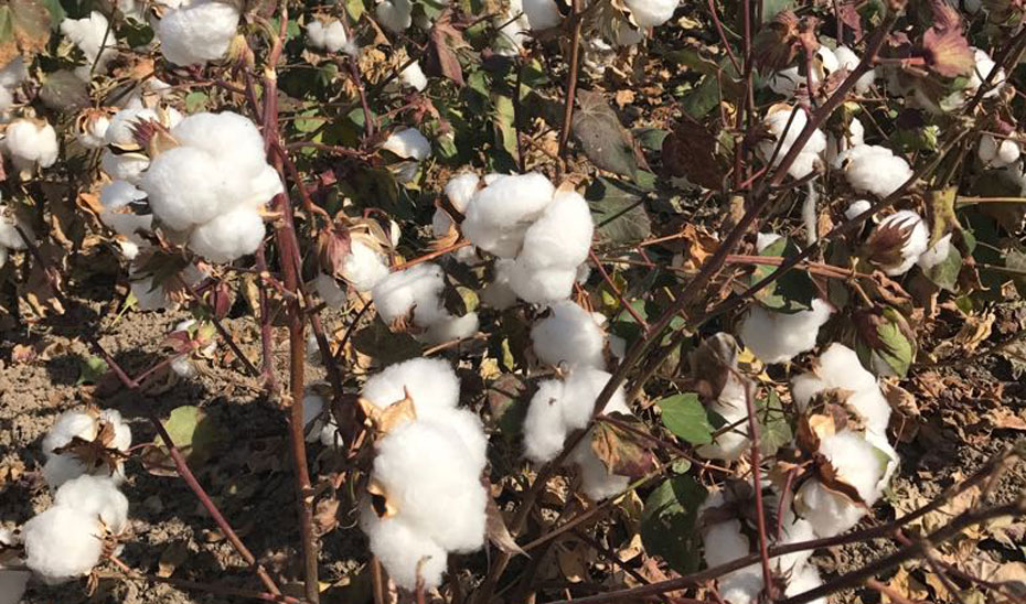 La producción andaluza de algodón bajará más de un 5% y rondará las 149.210 t en la próxima campaña