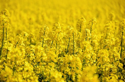 Grupo Fertiberia recomienda el uso de su línea de fertilizantes SulfActive para el cultivo de la colza