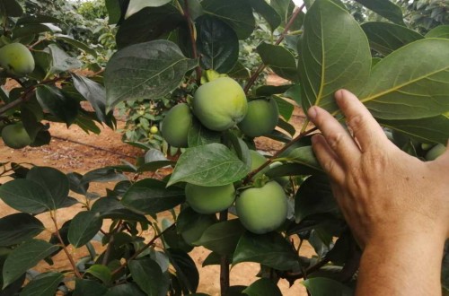 La UNIÓ espera un descenso del 20% en la cosecha de caqui