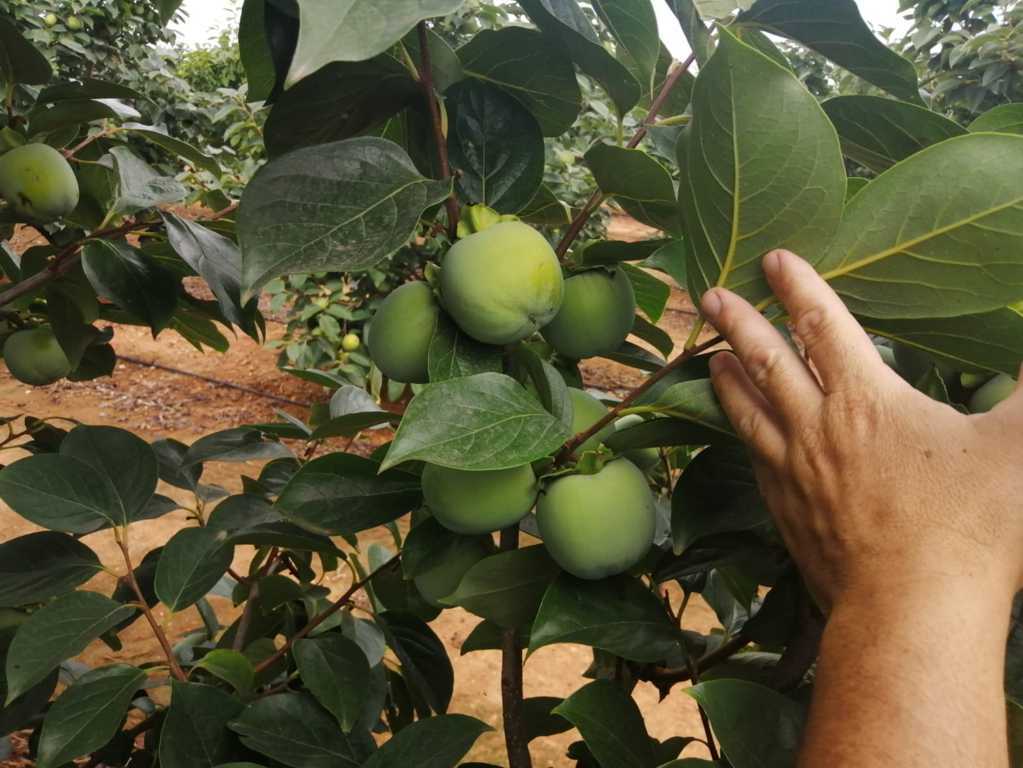 La UNIÓ espera un descenso del 20% en la cosecha de caqui