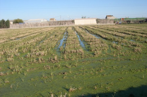 AVA-ASAJA prevé buenos precios en arroz por la caída de oferta nacional