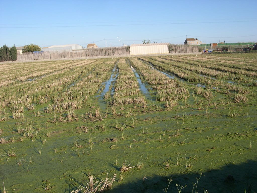 AVA-ASAJA prevé buenos precios en arroz por la caída de oferta nacional