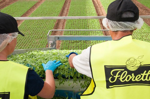 Florette anuncia el cierre de su centro de producción en Cuenca