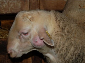 Enfermedad de los abscesos o de Morel en pequeños rumiantes