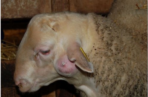 Enfermedad de los abscesos o de Morel en pequeños rumiantes