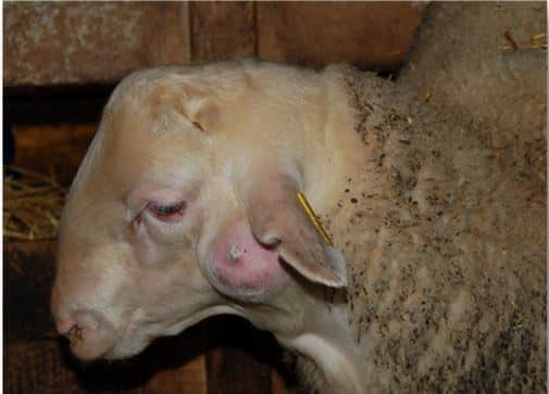 Enfermedad de los abscesos o de Morel en pequeños rumiantes